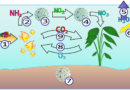 Cykl azotu i jego wpływ na środowisko – jak nawozy zmieniają naszą planetę