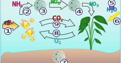 Cykl azotu i jego wpływ na środowisko – jak nawozy zmieniają naszą planetę