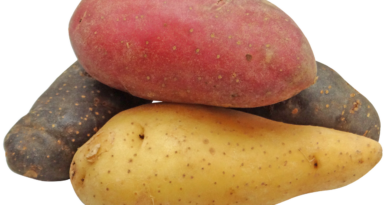 Polscy naukowcy testują uprawy kolorowych ziemniaków
