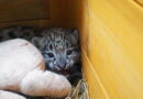 Pamir – młody irbis śnieżny z Warszawskiego ZOO wyrusza w świat!