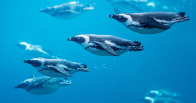 Sztuczna inteligencja w służbie pingwinom