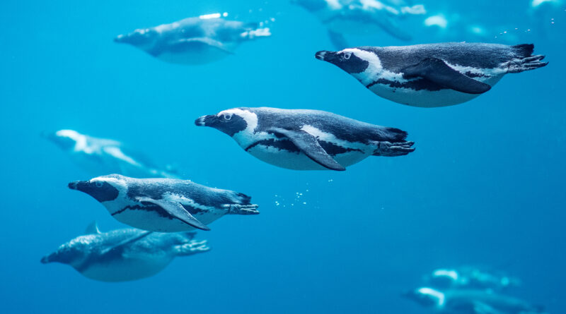 Sztuczna inteligencja w służbie pingwinom