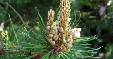 Zimowi strażnicy ludzkiego zdrowia – świerk i sosna