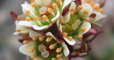 Karkonoski Bank Genów prowadzi hodowlę zachowawczą zagrożonych gatunków roślin