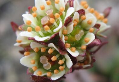 Karkonoski Bank Genów prowadzi hodowlę zachowawczą zagrożonych gatunków roślin