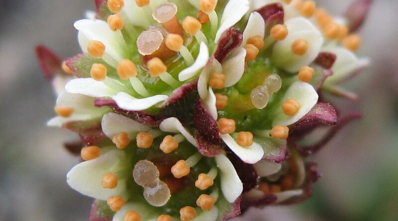 Karkonoski Bank Genów prowadzi hodowlę zachowawczą zagrożonych gatunków roślin