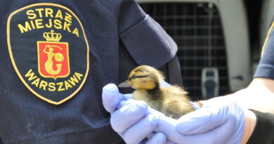 ZOOstaw, NIE porywaj! – Jak pomóc dzikim zwierzętom odpowiedzialnie?