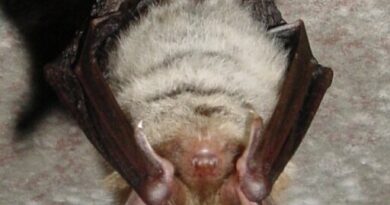 Nietoperze w cieniu turbin – jak parki wiatrowe wpływają na nocka Bechsteina?