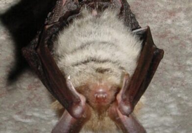 Nietoperze w cieniu turbin – jak parki wiatrowe wpływają na nocka Bechsteina?