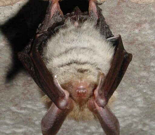 Nietoperze w cieniu turbin – jak parki wiatrowe wpływają na nocka Bechsteina?