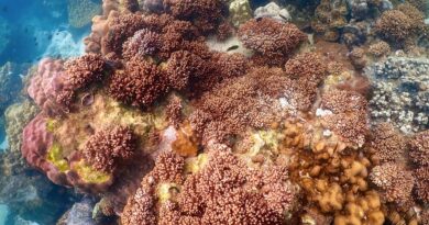 Rafy koralowe stabilizują ekosystemy morskie i zwiększają ich odporność na zmiany środowiskowe