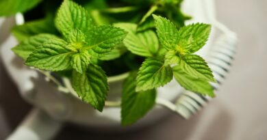 Mięta pieprzowa – jedno z najważniejszych ziół polskiej fitoterapii. Dlaczego działa tak silnie?