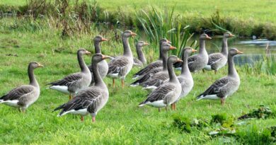 Prawo nie nadąża za nauką – w Polsce można polować na coraz rzadszy gatunek gęsi