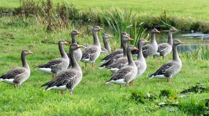 Prawo nie nadąża za nauką – w Polsce można polować na coraz rzadszy gatunek gęsi