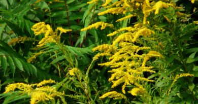 Ogrodnik: bez podstawowej wiedzy o roślinach wprowadzamy coraz więcej gatunków obcych inwazyjnych