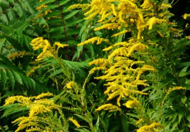 Ogrodnik: bez podstawowej wiedzy o roślinach wprowadzamy coraz więcej gatunków obcych inwazyjnych