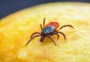 Ekspertka: kleszcz to tylko pośrednik; krętki Borrelia to częściowo „prezent” od gryzoni i ptaków