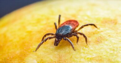 Ekspertka: kleszcz to tylko pośrednik; krętki Borrelia to częściowo „prezent” od gryzoni i ptaków