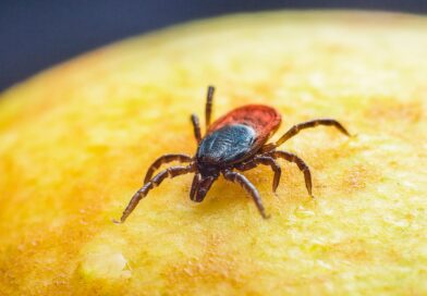 Ekspertka: kleszcz to tylko pośrednik; krętki Borrelia to częściowo „prezent” od gryzoni i ptaków