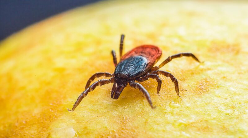 Ekspertka: kleszcz to tylko pośrednik; krętki Borrelia to częściowo „prezent” od gryzoni i ptaków