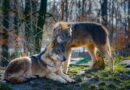 Czaszki wilków zdradzają historię gatunku