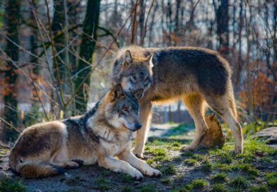 Czaszki wilków zdradzają historię gatunku Czaszki wilków zdradzają historię gatunku