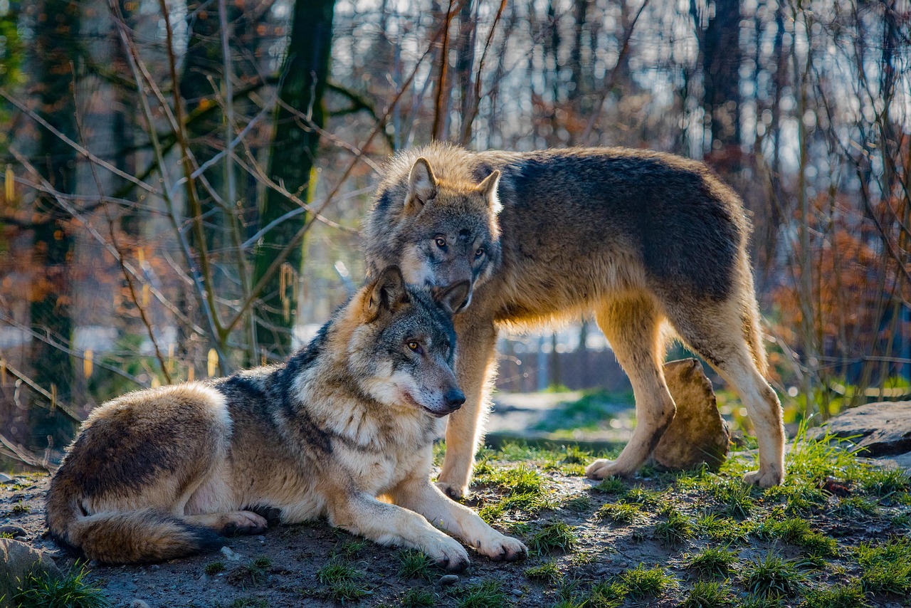 Czaszki wilków zdradzają historię gatunku