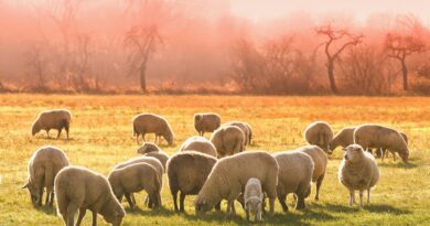 Biogospodarka kluczem do stabilności gospodarstw rolnych w UE – nowe badanie wskazuje kierunki reform Biogospodarka kluczem do stabilności gospodarstw rolnych w UE – nowe badanie wskazuje kierunki reform