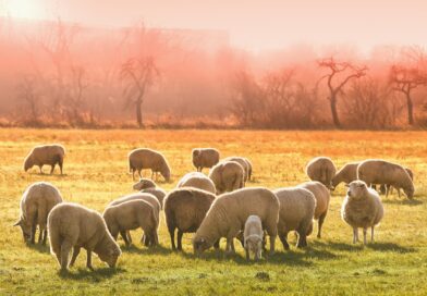 Biogospodarka kluczem do stabilności gospodarstw rolnych w UE – nowe badanie wskazuje kierunki reform Biogospodarka kluczem do stabilności gospodarstw rolnych w UE – nowe badanie wskazuje kierunki reform