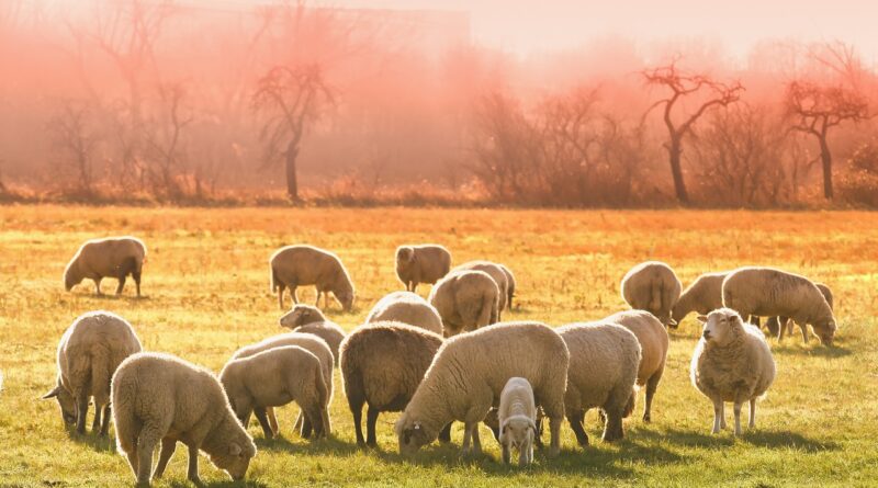 Biogospodarka kluczem do stabilności gospodarstw rolnych w UE – nowe badanie wskazuje kierunki reform Biogospodarka kluczem do stabilności gospodarstw rolnych w UE – nowe badanie wskazuje kierunki reform