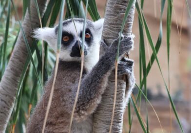 Siedem nowych gatunków żab odkryto na Madagaskarze Siedem nowych gatunków żab odkryto na Madagaskarze
