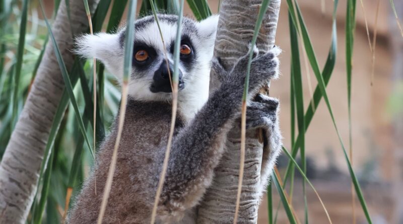 Siedem nowych gatunków żab odkryto na Madagaskarze Siedem nowych gatunków żab odkryto na Madagaskarze