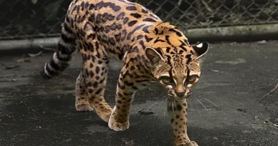 Leopardus tilcayo – nowy gatunek dzikiego kota odkryty w Boliwii