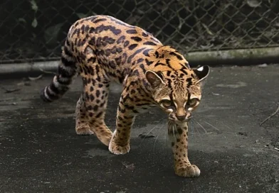 Leopardus tilcayo – nowy gatunek dzikiego kota odkryty w Boliwii Leopardus tilcayo – nowy gatunek dzikiego kota odkryty w Boliwii